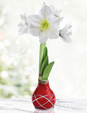 Red Picasso Waxed Amaryllis 