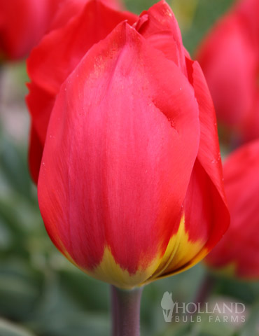 Red Revival Single Early Tulip 