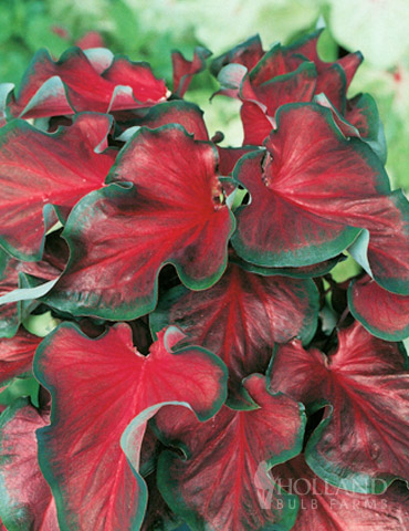 Red Ruffles Caladium 