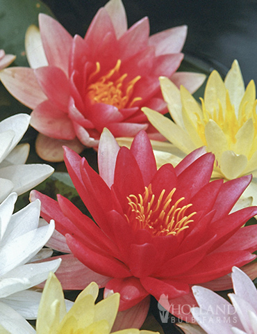 Red Water Lily 