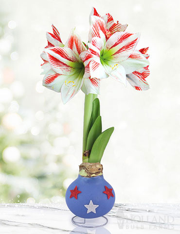 Red White & Bloom Waxed Amaryllis 