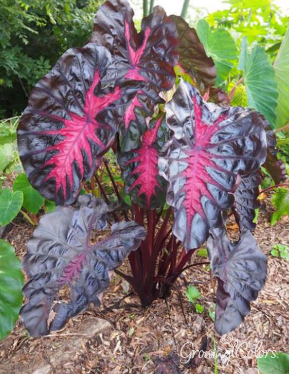 Redemption Pre-Potted Elephant Ear