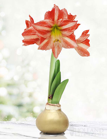 Rejoice Waxed Amaryllis