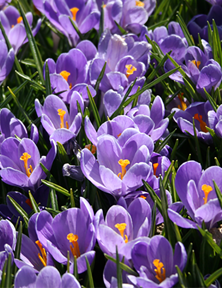 Remembrance Crocus 