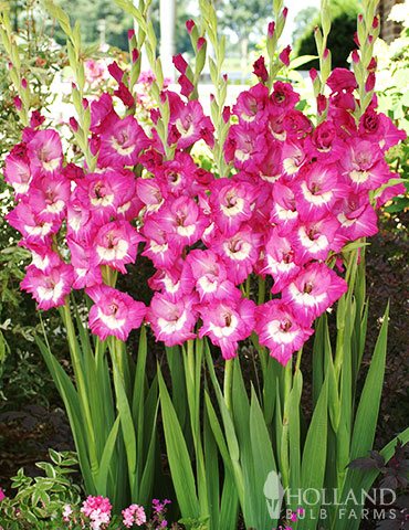 Rhapsody in Blue Gladiolus 