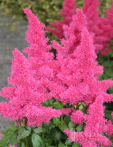 Rheinland Astilbe 