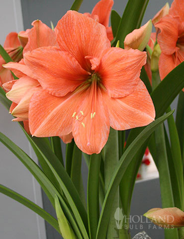 Rilona Amaryllis 