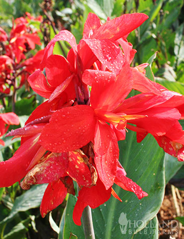 Robert Kemp Heirloom Giant Canna 