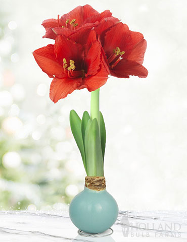 Robins Egg Waxed Amaryllis 