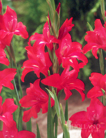 Robinetta Hardy Miniature Gladiolus 