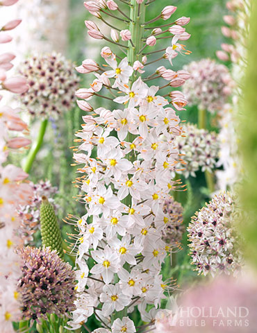 Robustus Pink Foxtail Lily 