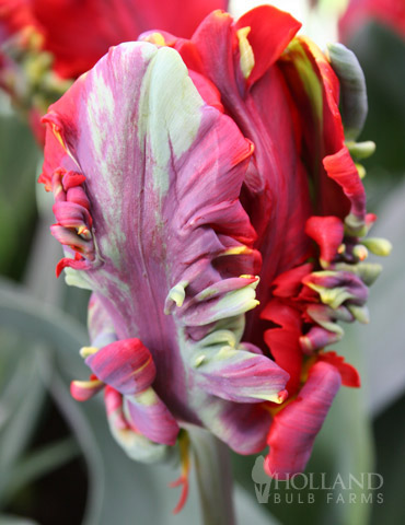 Rococo Parrot Tulip 