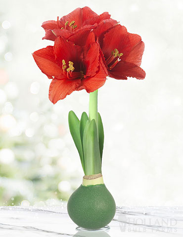 Rolling Meadows Waxed Amaryllis