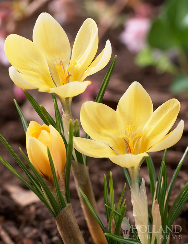 Romance species Crocus