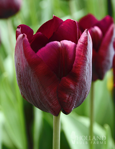 Ronaldo Triumph Tulip 