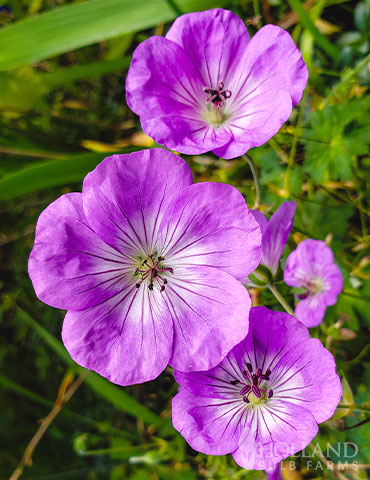 Rose Clair Cranesbill  