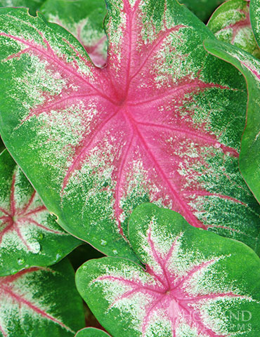 Roseglow Caladium 