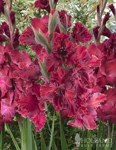 Rostov Parrot Gladiolus 