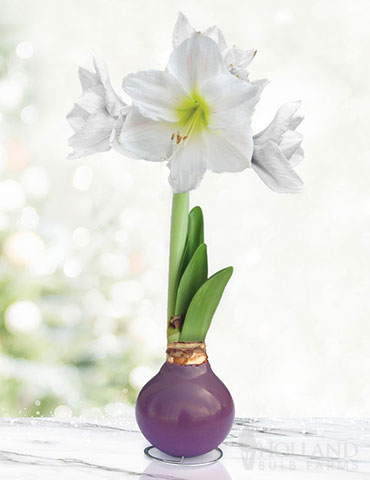 Royal Blooms Waxed Amaryllis 