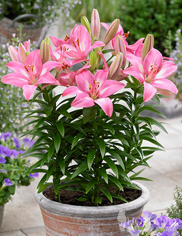 Rozalynn Asiatic Lily 