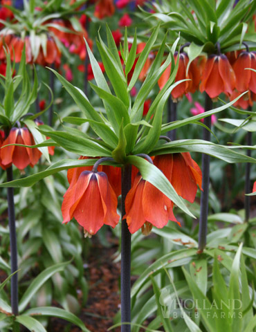 Rubra Red Fritillaria 