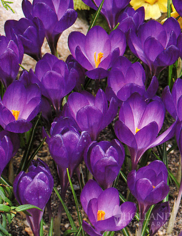 Ruby Giant Species Crocus 