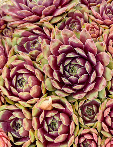 Ruby Heart Hens & Chicks 