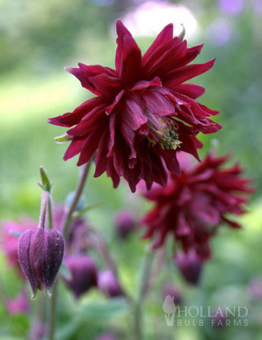 Ruby Port Columbine 