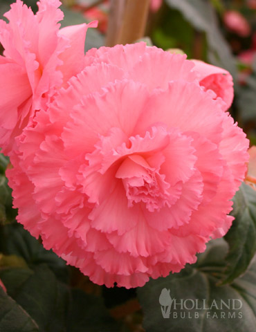 Ruffled Pink Begonia 