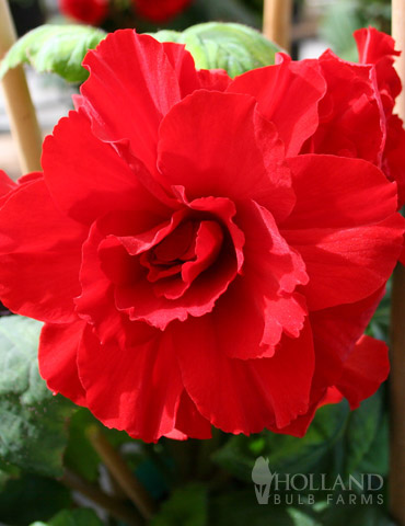 Ruffled Red Begonia 