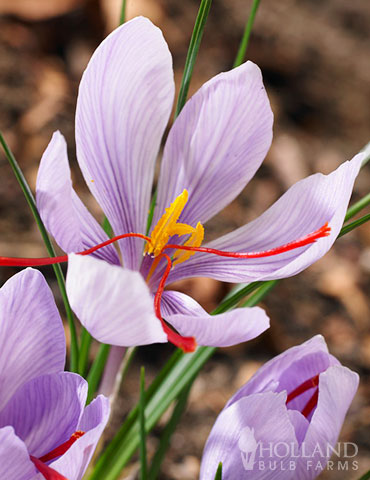 Saffron Crocus