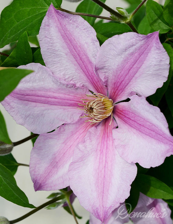 Sally Pre-Potted Clematis