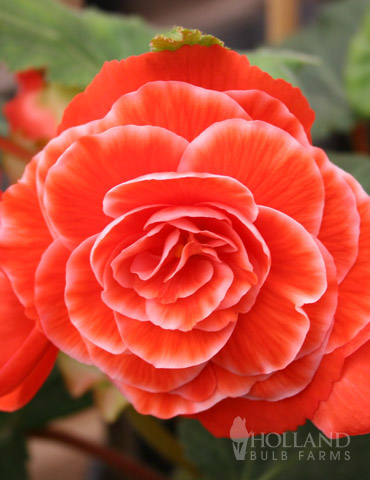 Salmon Lace Picotee Begonia 