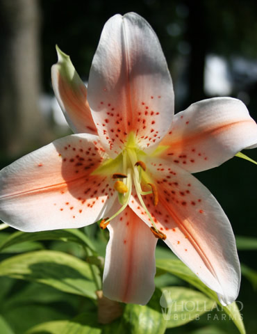 Salmon Party Oriental Lily 