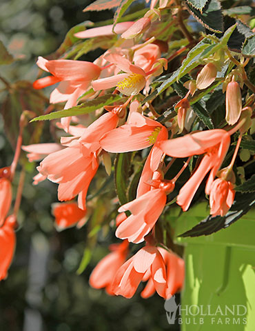 San Francisco Begonia Begonia bolivienses, begonia bolivienses san francisco, san francisco begonia, hanging basket begonia, unique begonias, 