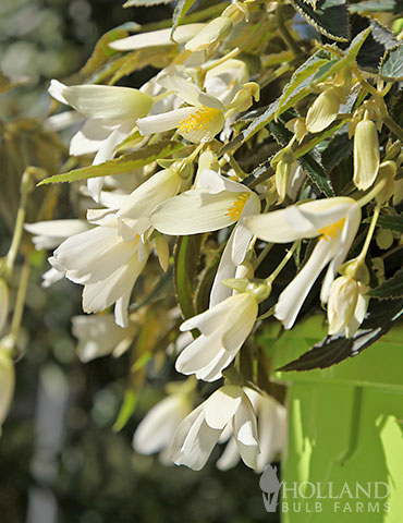 Santa Barbara Begonia santa barbara begonia, begonia bolivienses santa barbara, hanging basket begonias, begonias for hanging baskets