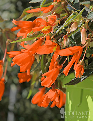 Santa Cruz Begonia santa cruz begonia, begonia bolivienses santa cruz, hanging basket begonias, begonias for hanging baskets