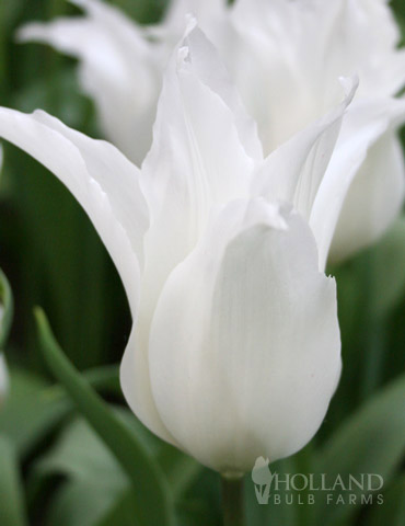 Sapporo Lily Flowering Tulip 