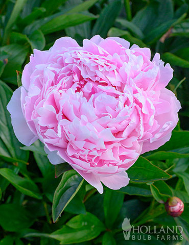 Sarah Bernhardt Peony 