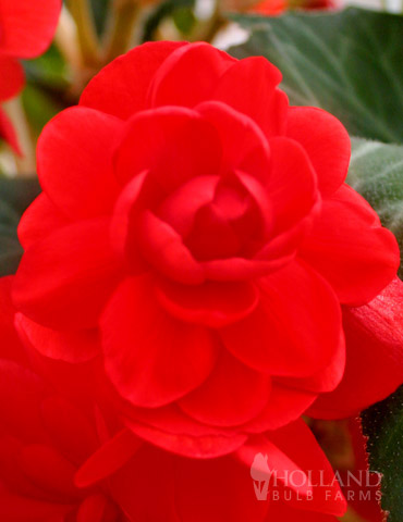 Scarlet Double Begonia 