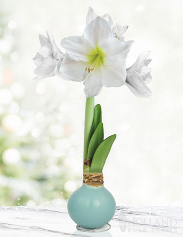 Sea Glass Waxed Amaryllis 