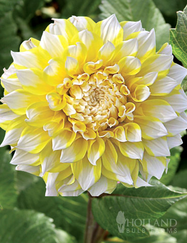 Seattle Decorative Dahlia 