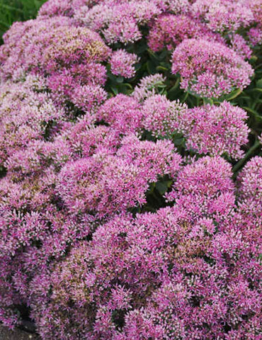 Powderpuff Sedum 