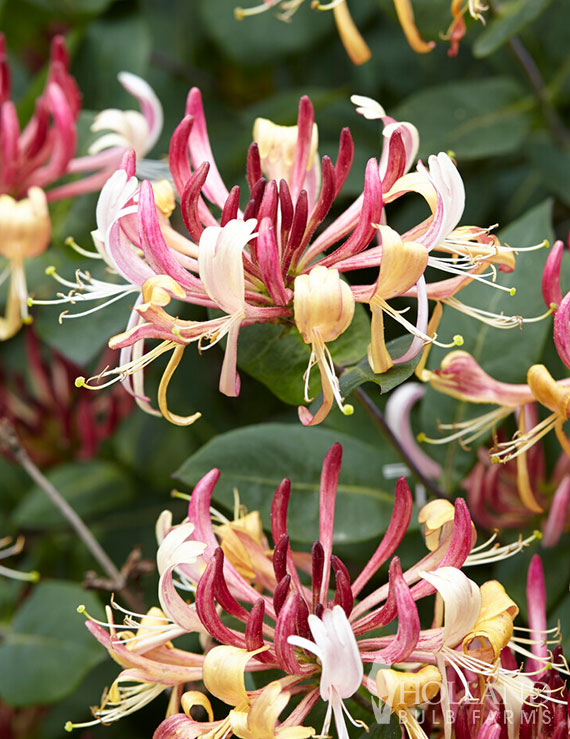 Serotina Pre-Potted Honeysuckle