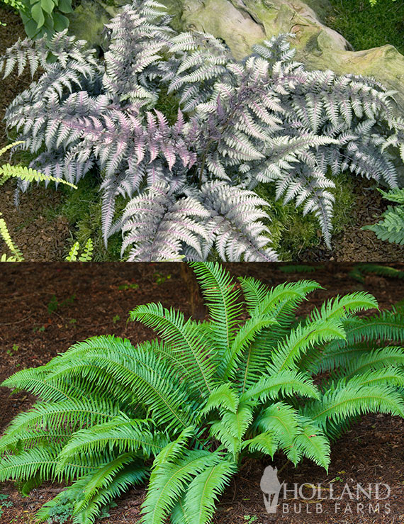 Shade Loving Fern Pre-Potted Duo