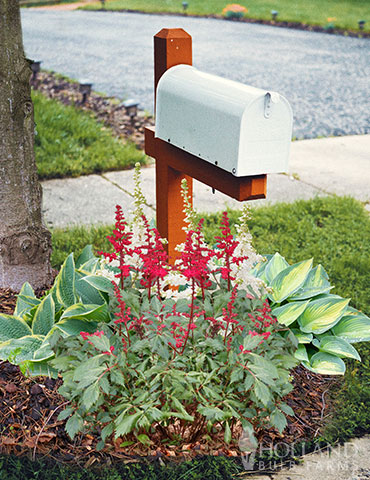 Shady Perennial Mailbox Garden shade perennials, perennials for shade, bare root hosta, hosta mix, bare root astilbe, red astilbe, 