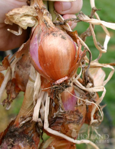 Shallots 