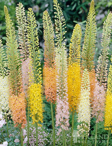 Shelfords Hybrid Mix Foxtail Lily 