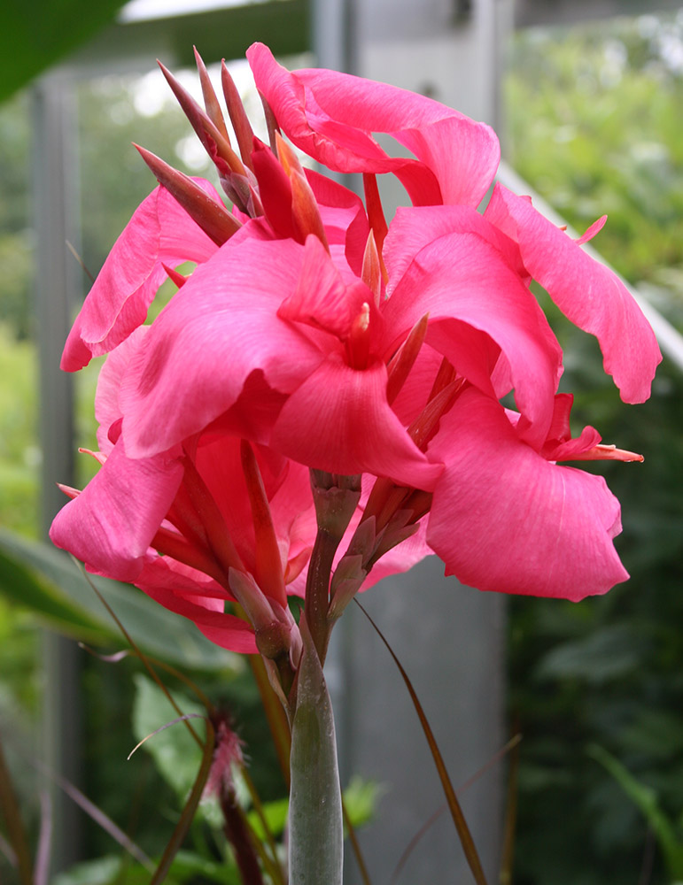 Shell Pink Dwarf Canna 