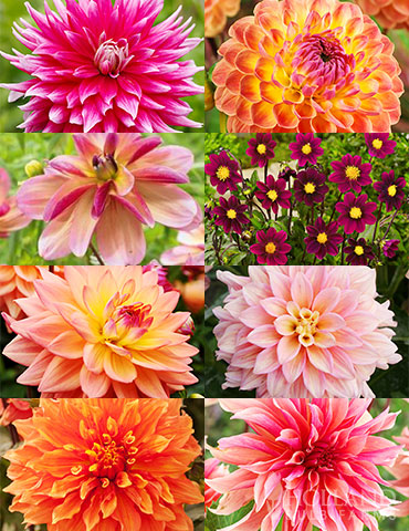 Shimmering Sunset Dahlia Collection dinnerplate dahlias, decorative dahlias, living coral, pantone color of the year, shimmering sunset, ice cube dahlia, frost nip dahlia, dark butterfly dahlia, lakeland autumn dahlia, mrs eileen dahlia, extase dahlia, miniature purple dahlias. 